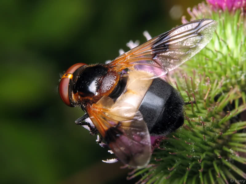 Volucella pellucens (Linnaeus, 1758)